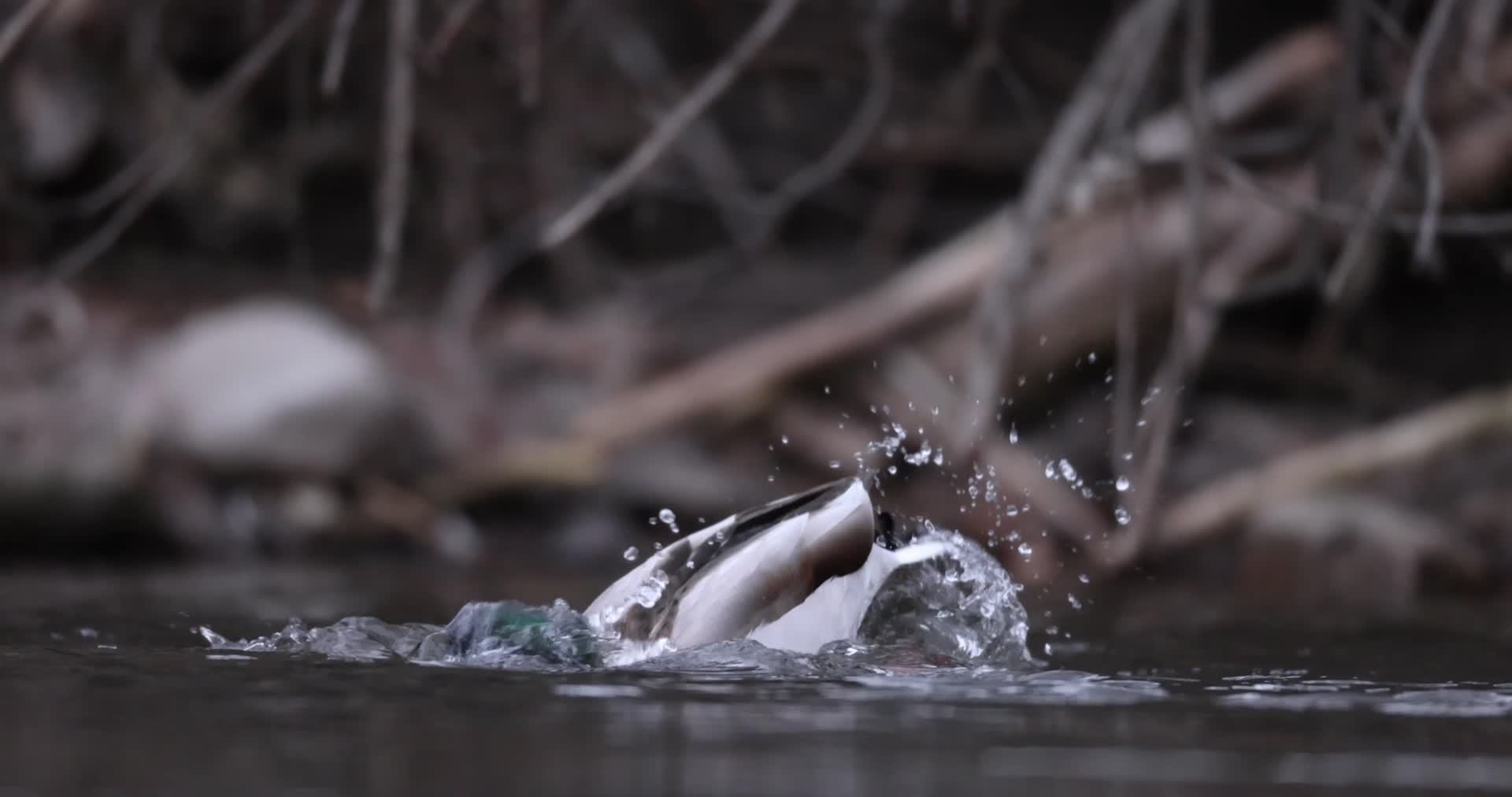 成群野鸭河水嬉戏觅食慢镜头合集视频的预览图