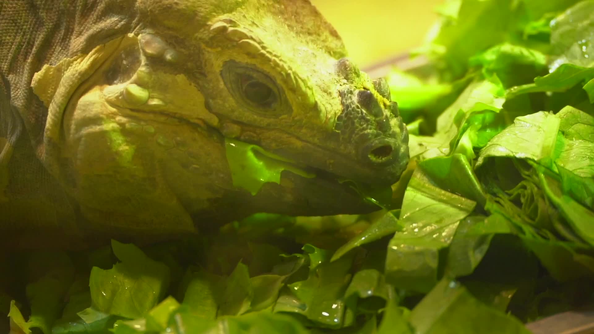 一只蜥蜴在吃蔬菜慢动作视频的预览图