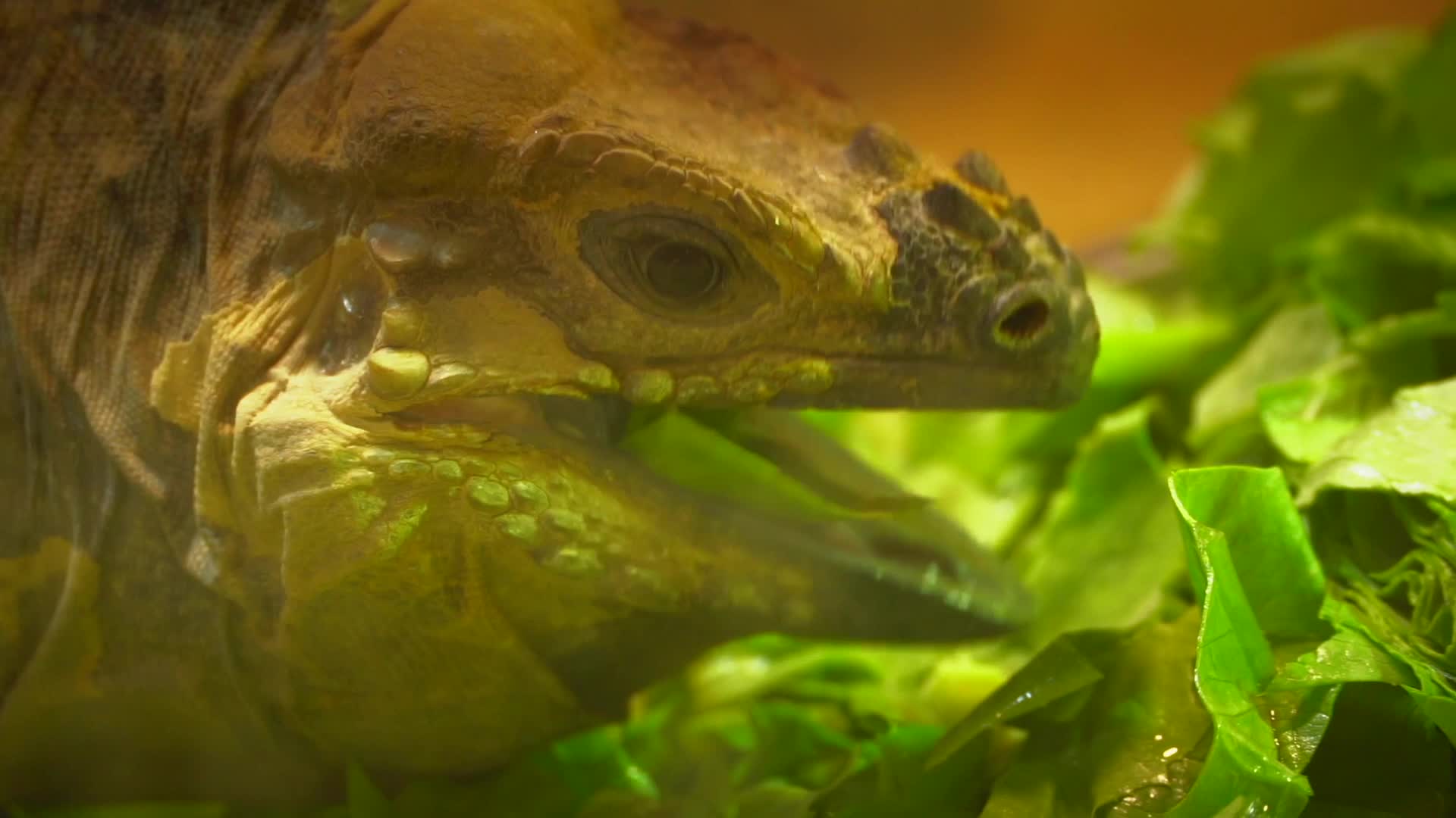 一只蜥蜴在吃蔬菜慢动作视频的预览图