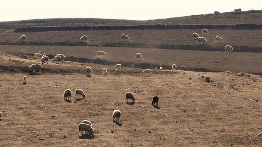 4K航拍云南大山包高原绵羊视频的预览图
