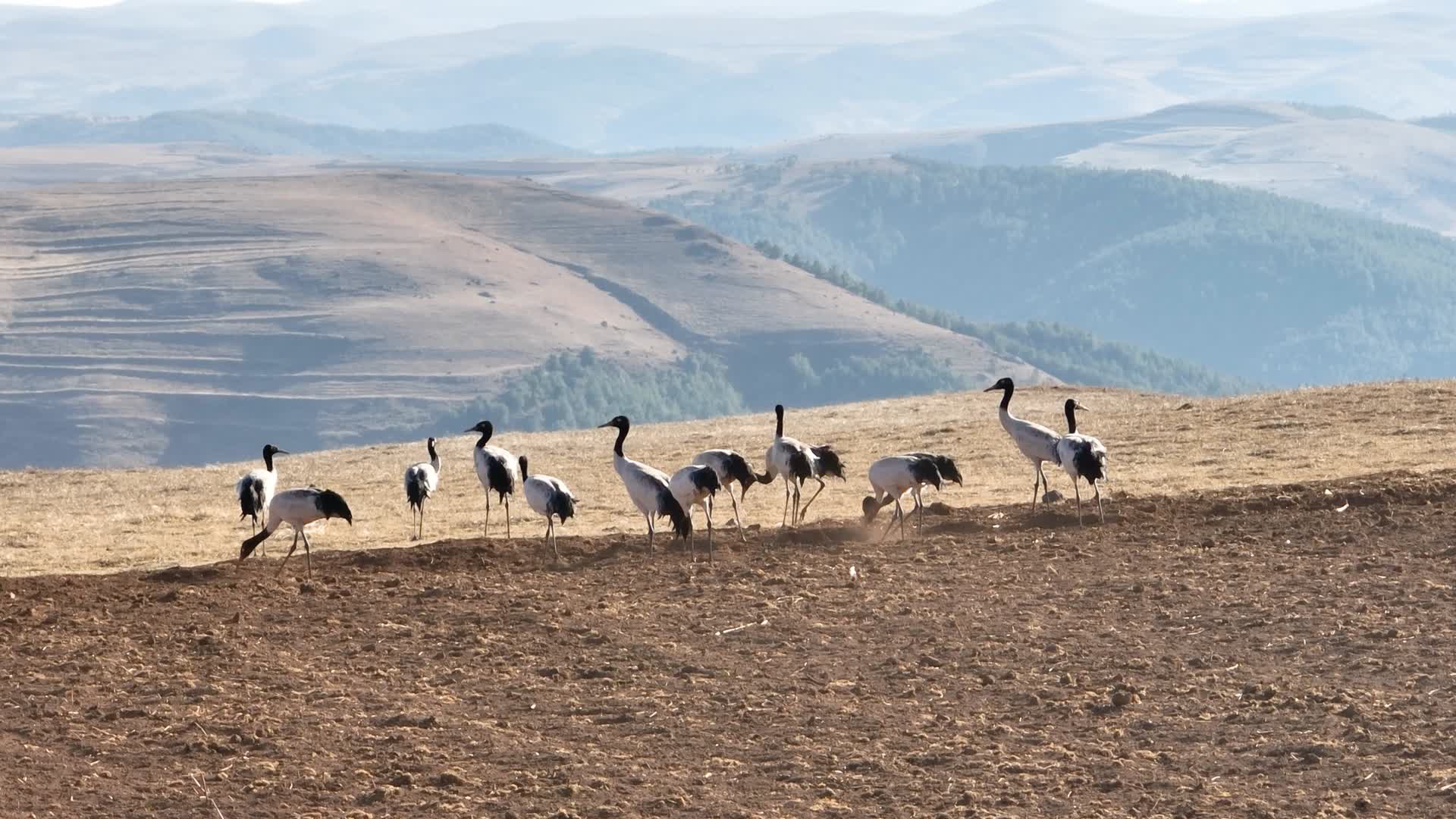 4K航拍云南大山包的黑颈鹤视频的预览图