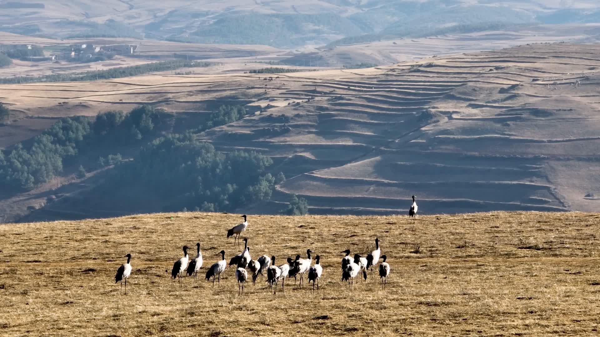 4K航拍云南大山包黑颈鹤起飞视频的预览图