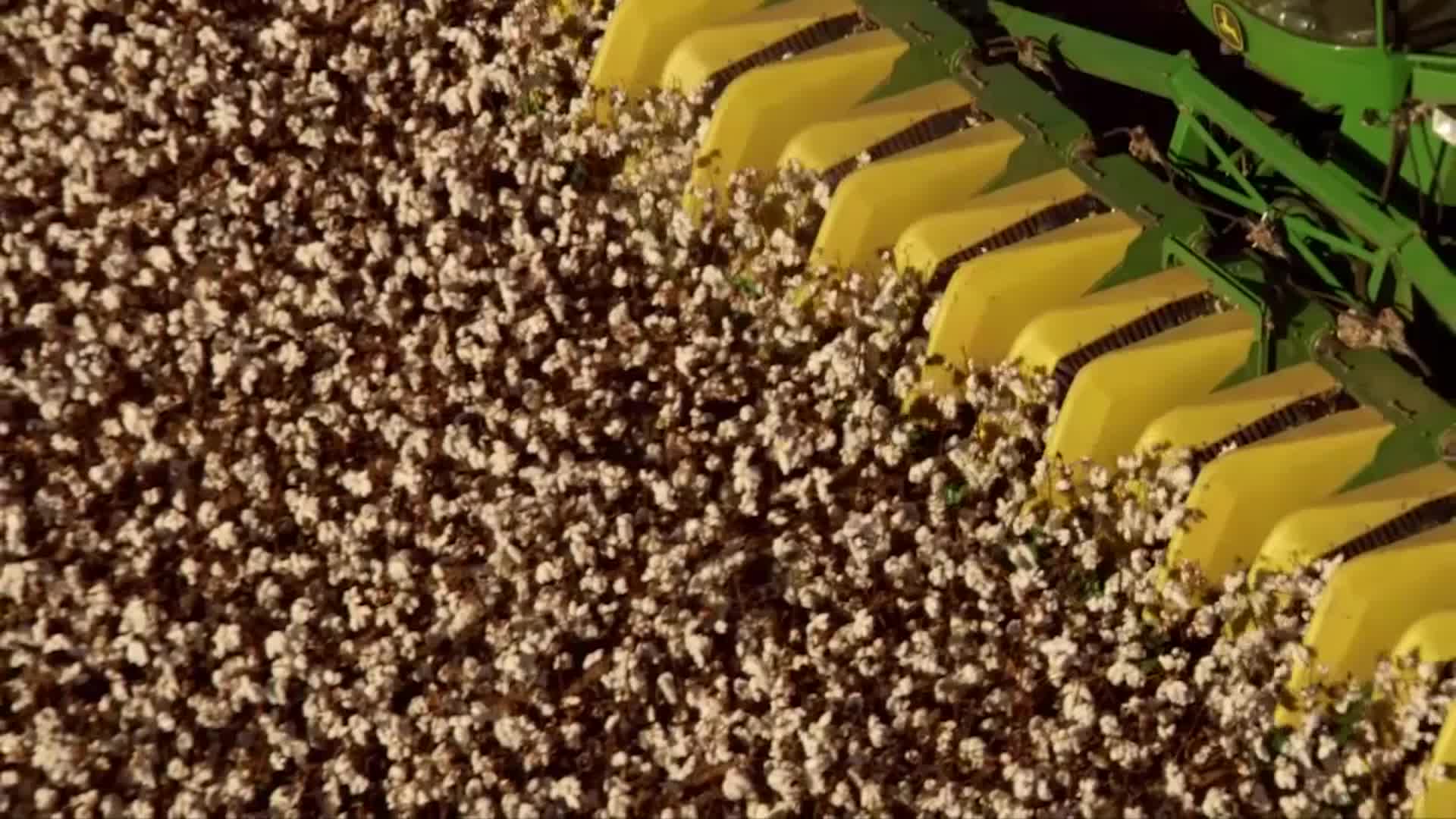 采摘棉花收割机田地种植非洲农业农田农场航拍长绒棉视频的预览图