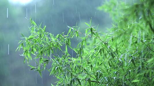 高清实拍清新竹林景色背景视频视频的预览图