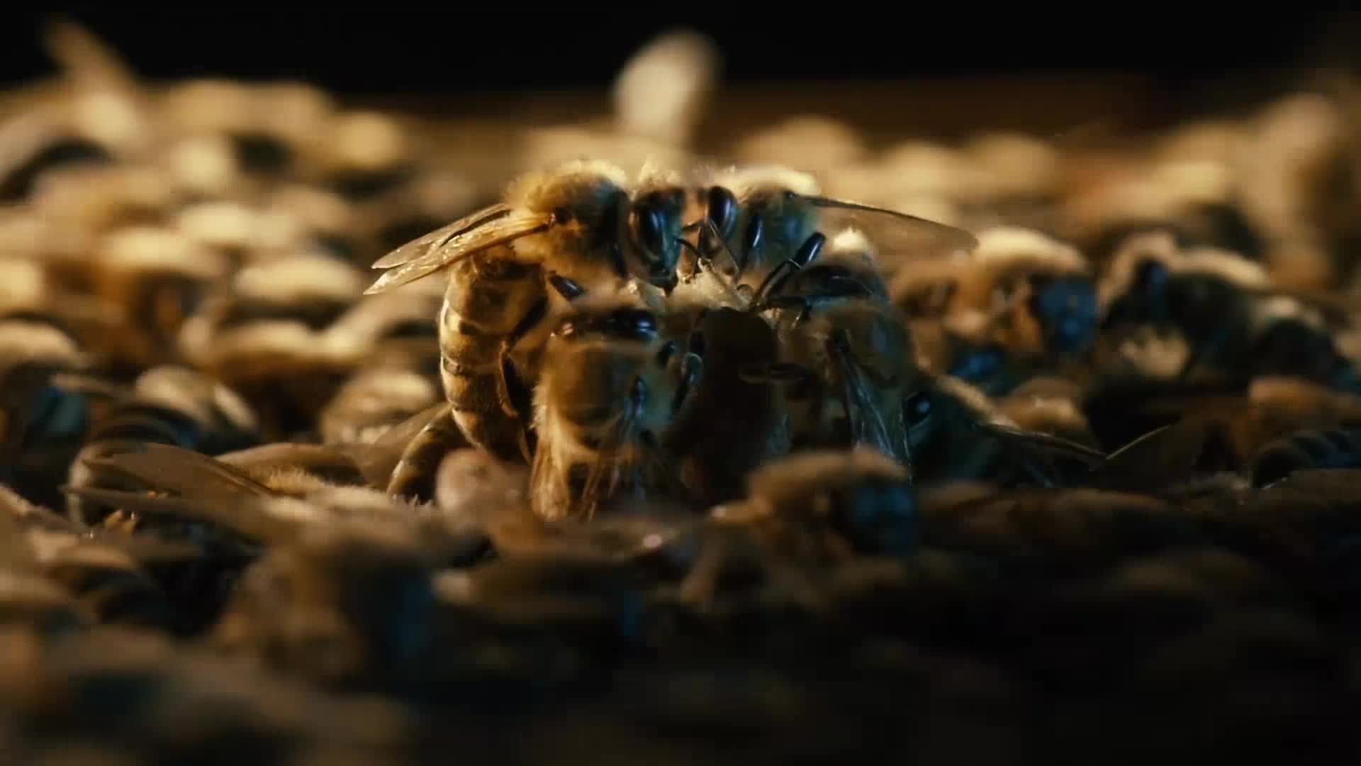 蜂巢蜂房内部勤劳的蜜蜂蜜蜂工作特写视频视频的预览图