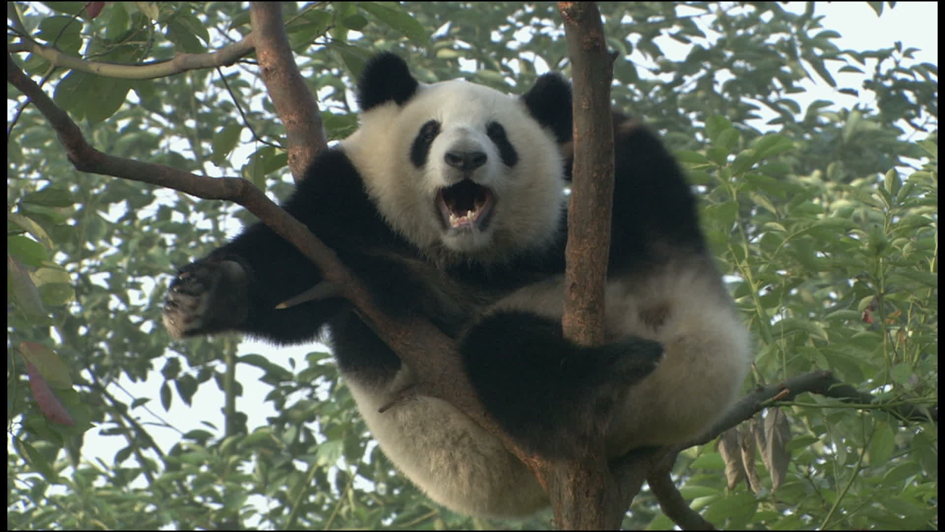 实拍大熊猫视频视频的预览图