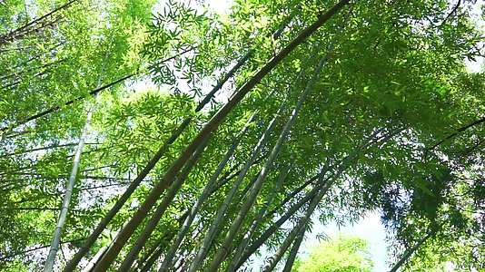 实拍多角度竹林翠绿的竹子视频视频的预览图