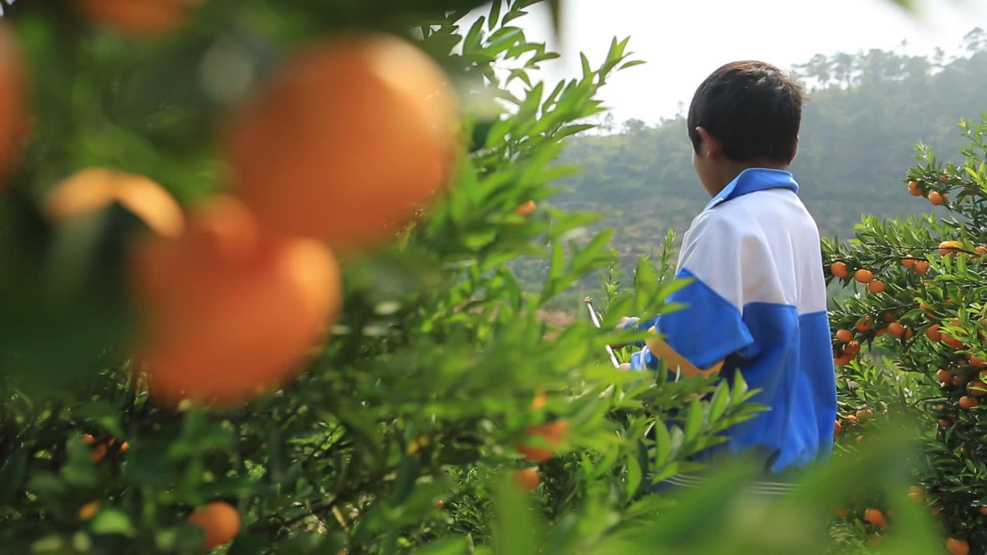 实拍农产品柑橘园喷洒农药农业基地视频视频的预览图