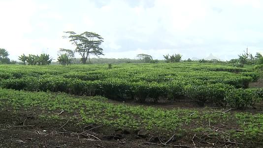 实拍红茶种植及生产制作视频视频的预览图