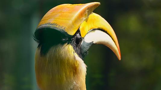 热带雨林里的巨嘴鸟4K视频的预览图
