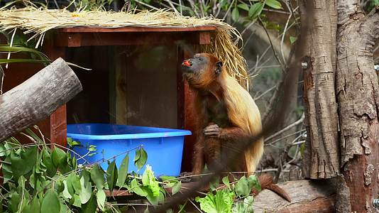 南美洲野生动物红吼猴4K视频的预览图