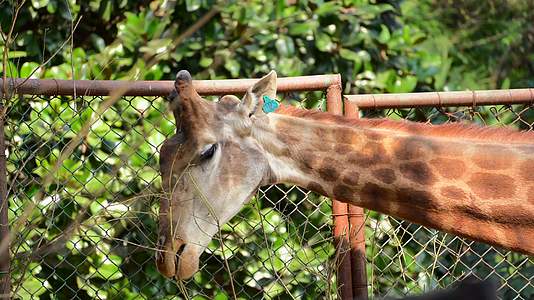 动物园里一只长颈鹿正在进食4K视频的预览图