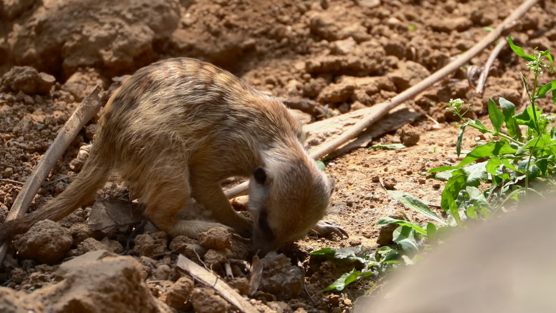 南京红山动物园一只可爱的环尾狐猴4K视频的预览图