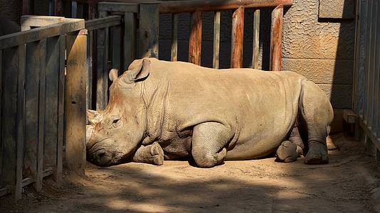 南京红山动物园一只犀牛正在睡觉4K视频的预览图
