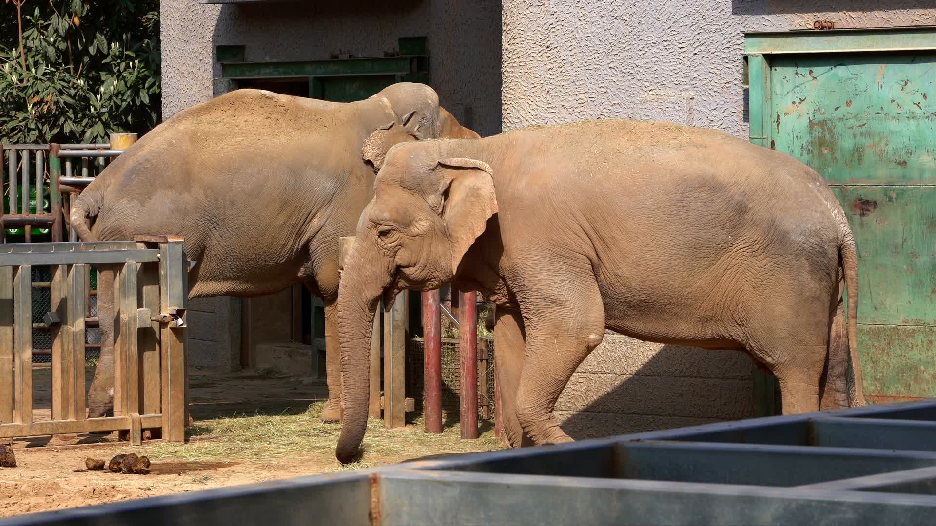 南京红山动物园里的动物大象4K视频的预览图