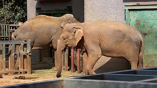 南京红山动物园里的动物大象4K视频的预览图