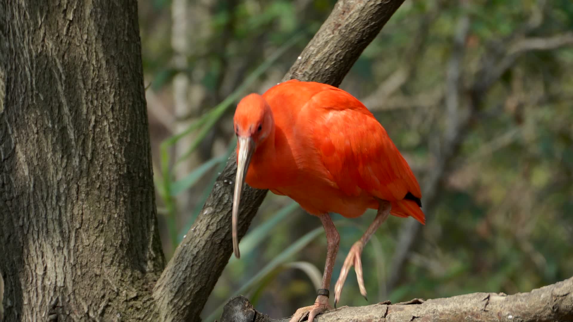 南美洲的鸟类美洲红鹮4K视频的预览图