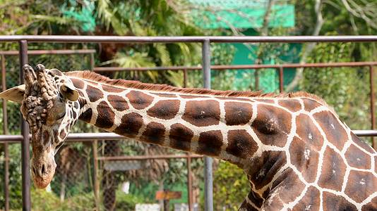 南京红山动物园里一只长颈鹿4K视频的预览图
