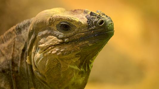 动物园里一只蜥蜴在吃蔬菜4K视频的预览图