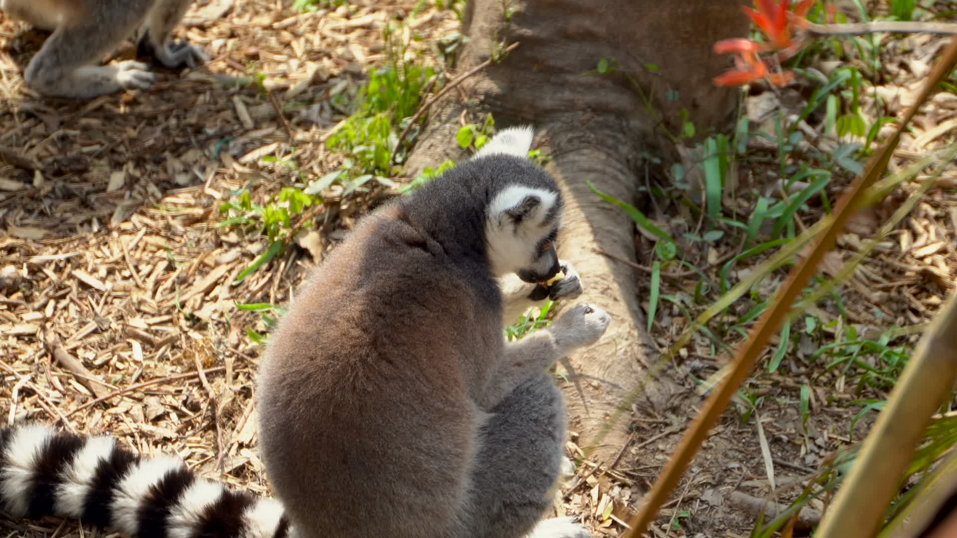 南京红山动物园一只可爱的环尾狐猴4K视频的预览图