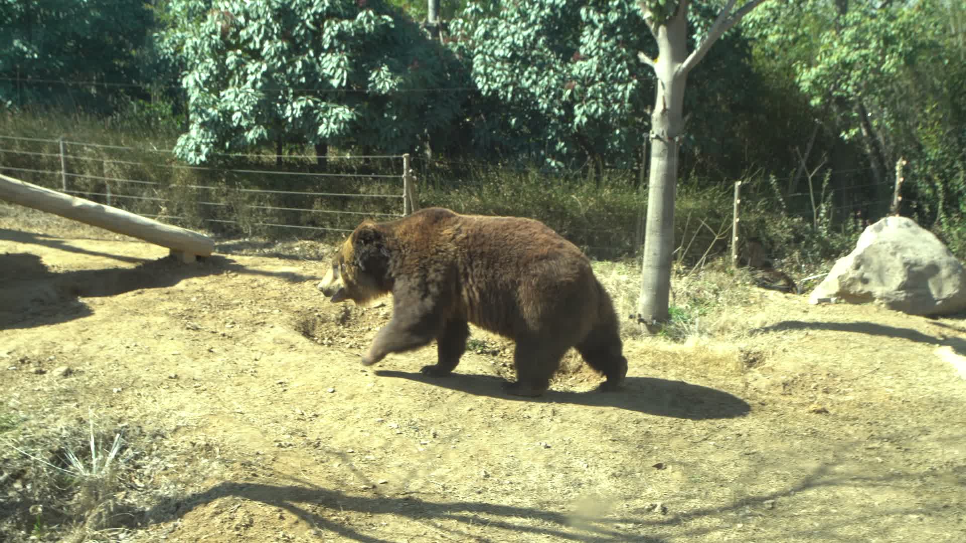 猛兽大狗熊视频的预览图