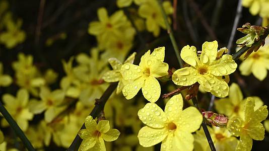 春天盛开的黄色迎春花带着露珠视频的预览图