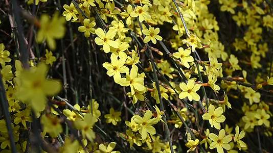 春天盛开的黄色迎春花随风摇曳慢镜头视频的预览图