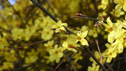 春天盛开的黄色迎春花随风摆动视频的预览图