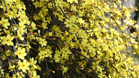 春天盛开的黄色迎春花随风摆动视频的预览图