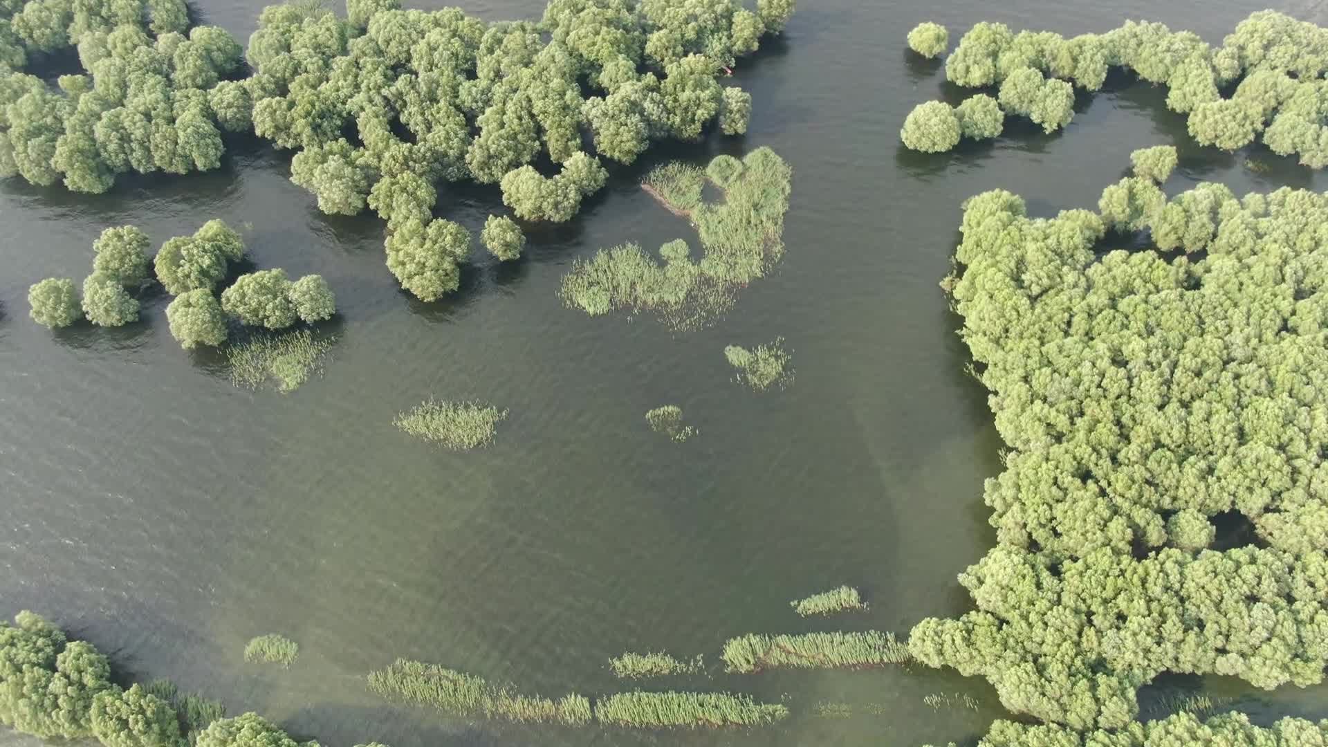 洞庭湖水上森林植物航拍视频的预览图