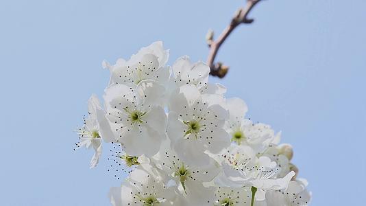 春天盛开的梨花视频的预览图