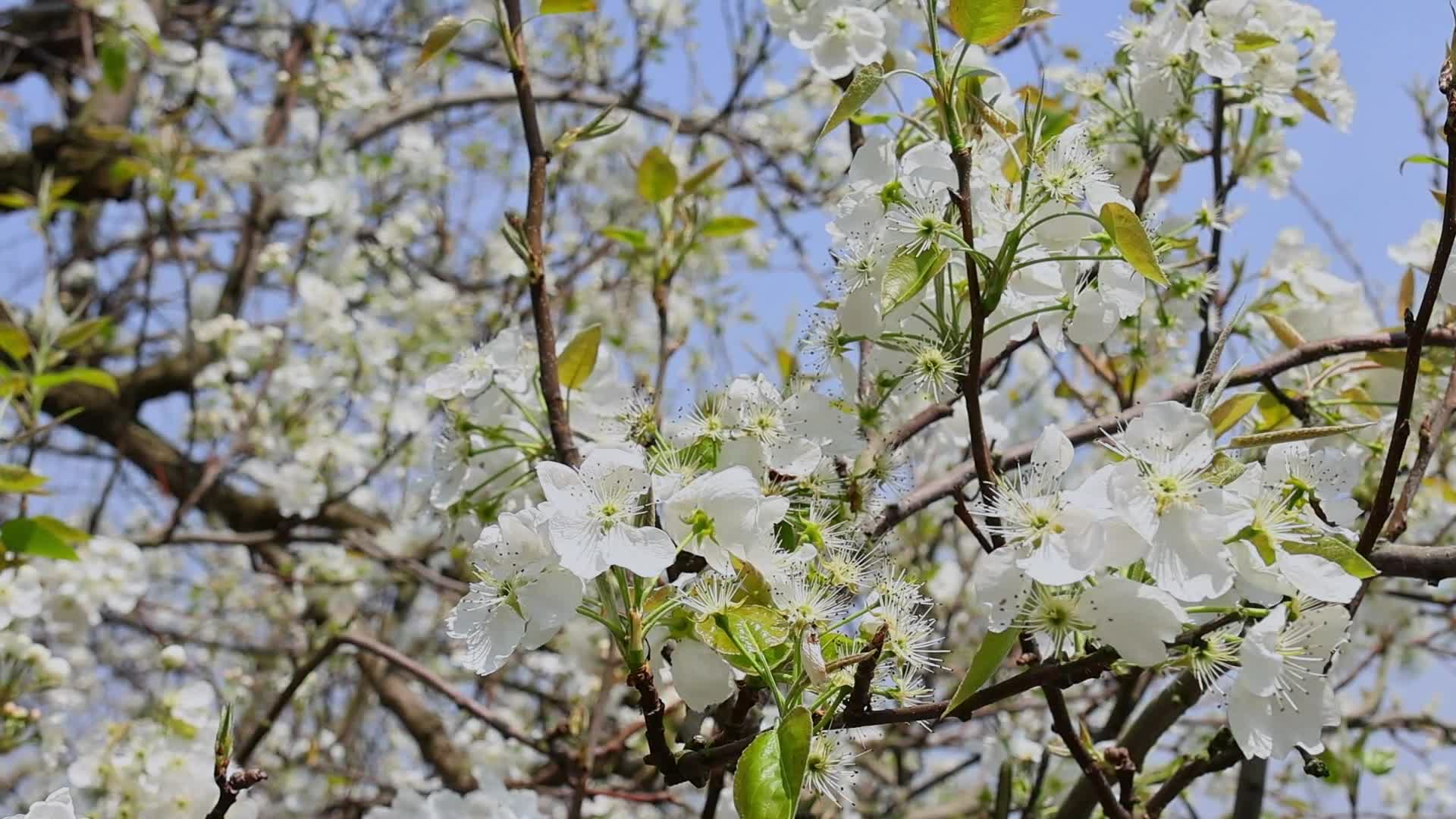 春暖花开梨花盛开景观视频的预览图
