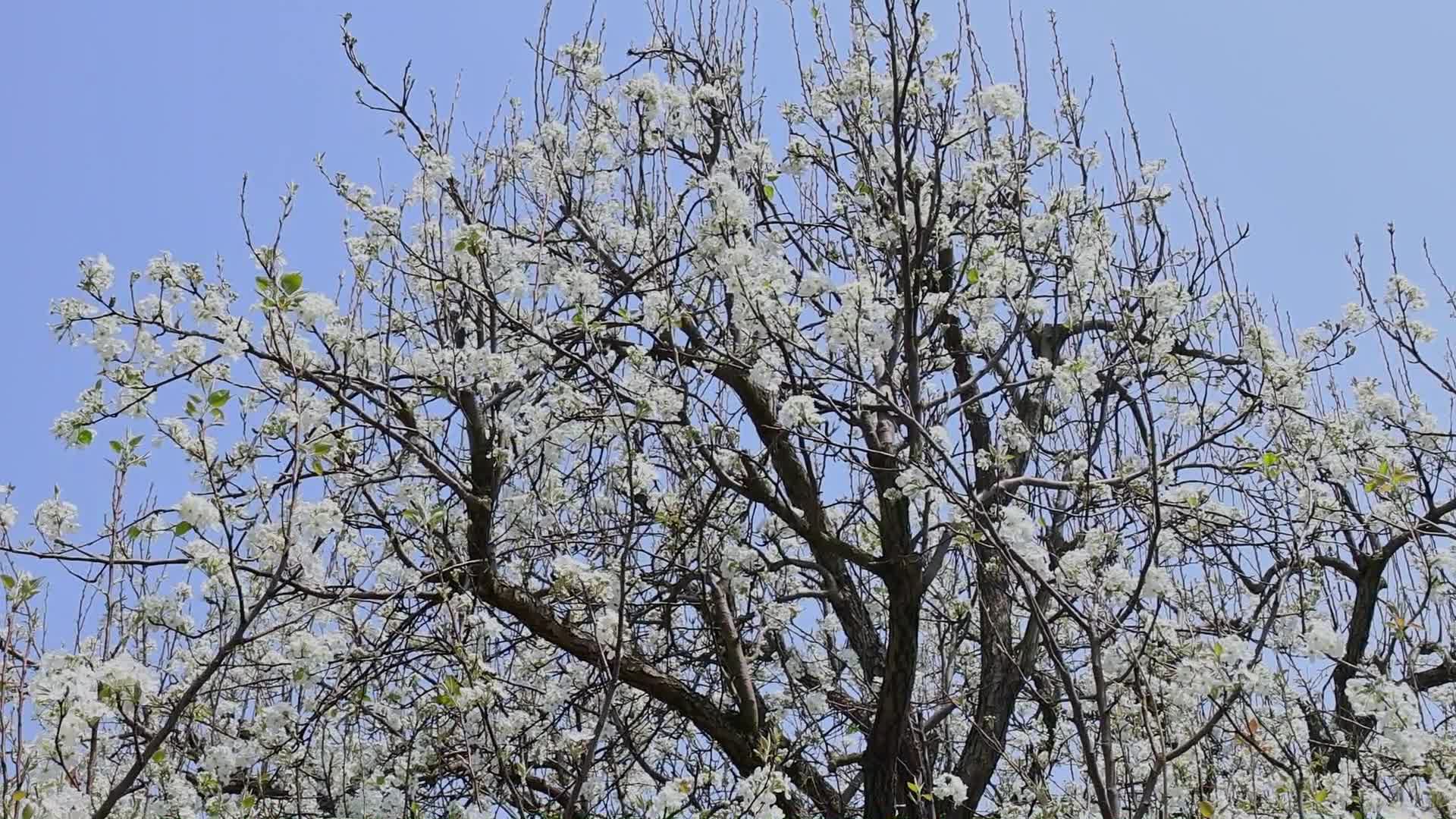 春暖花开梨花盛开景观视频的预览图