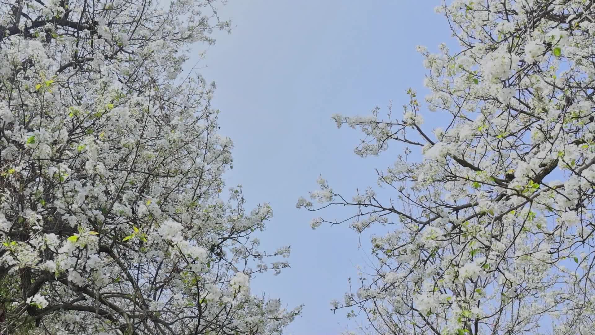 春暖花开梨花盛开视频的预览图