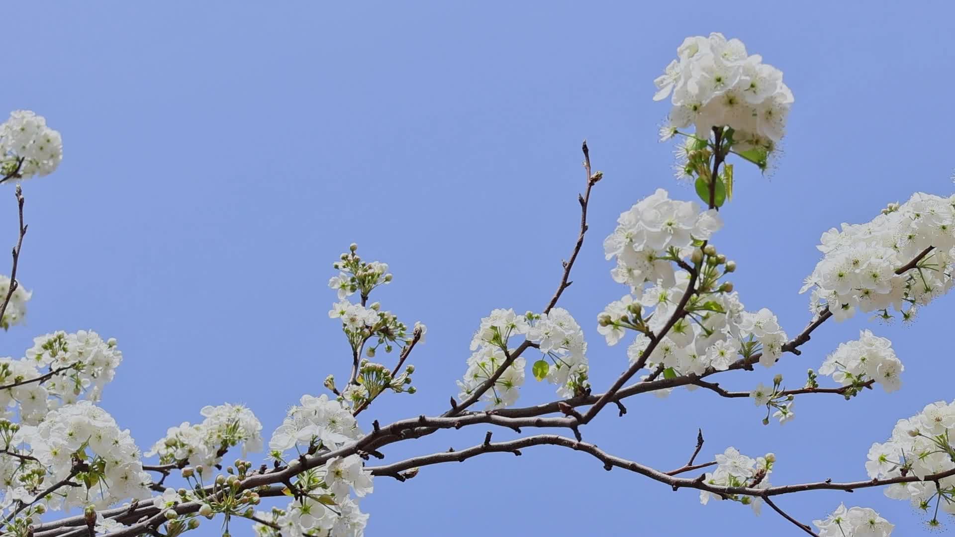 春暖花开梨花盛开视频的预览图
