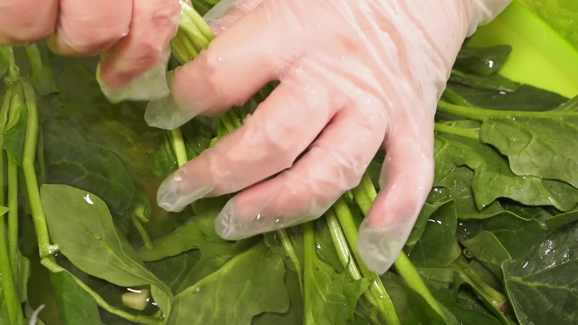 新鲜菠菜去根清洗捞出控水视频的预览图