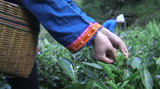村民采茶视频的预览图