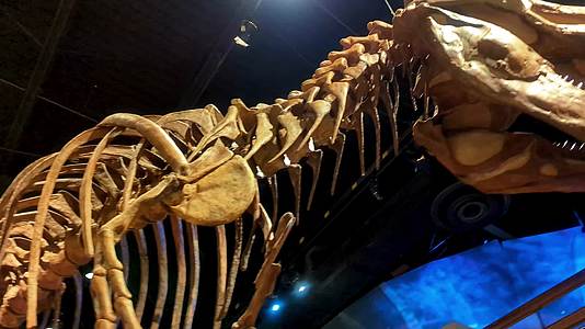 恐龙化石标本骨架自然博物馆视频的预览图