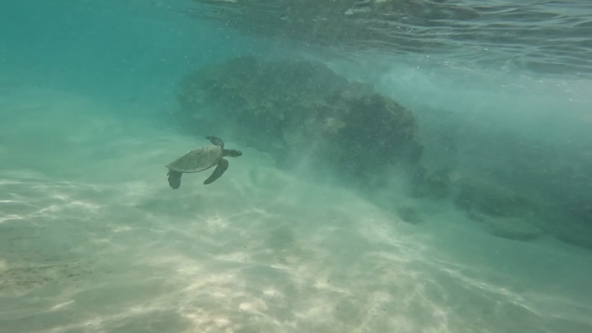 夏季浮潜海洋生物海龟鱼群视频的预览图