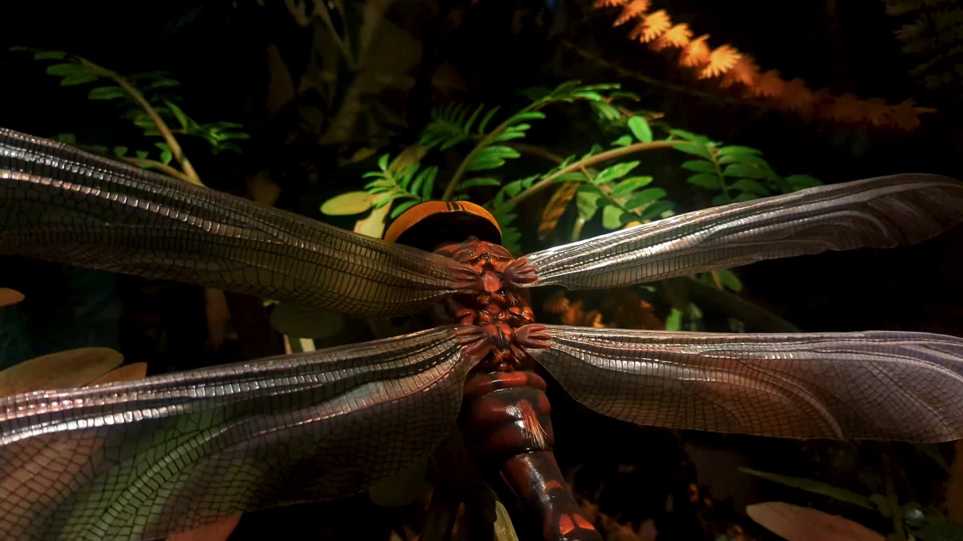 动物标本模型自然博物馆视频的预览图