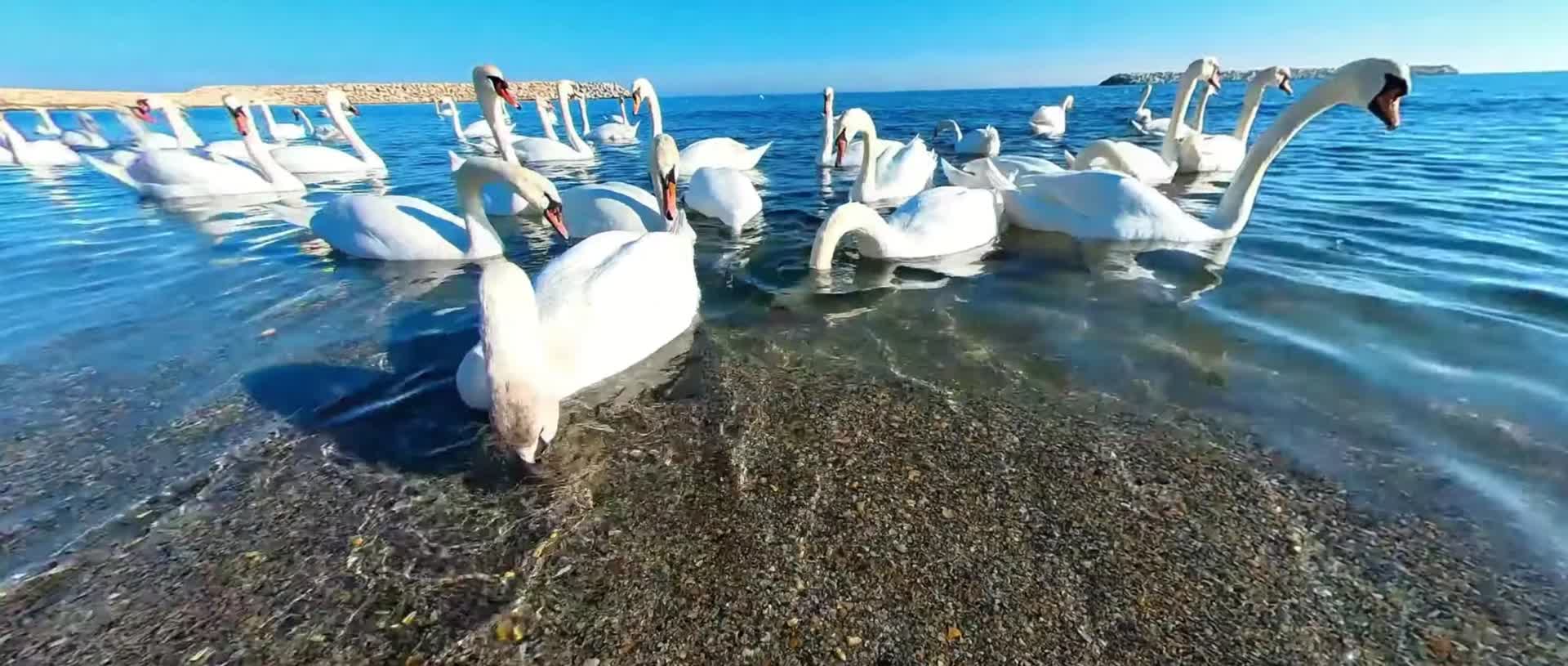成群白天鹅湖面觅食阳光明媚视频的预览图