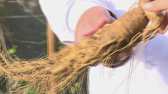 农业学家科学家田间考察人参种植中药养殖视频的预览图