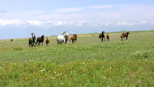 草原上奔腾的马群视频的预览图