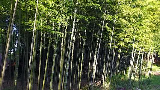 竹海竹林竹子生态风景航拍实拍竹叶视频的预览图