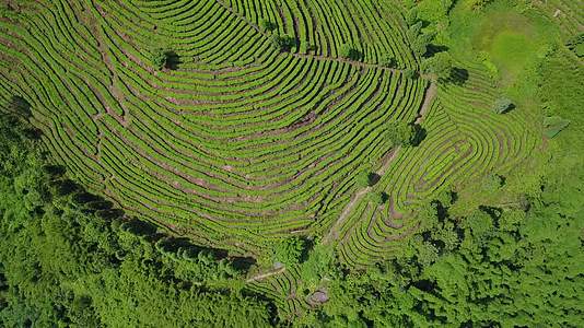 航拍鸟瞰4K茶山实拍茶叶茶文化视频的预览图