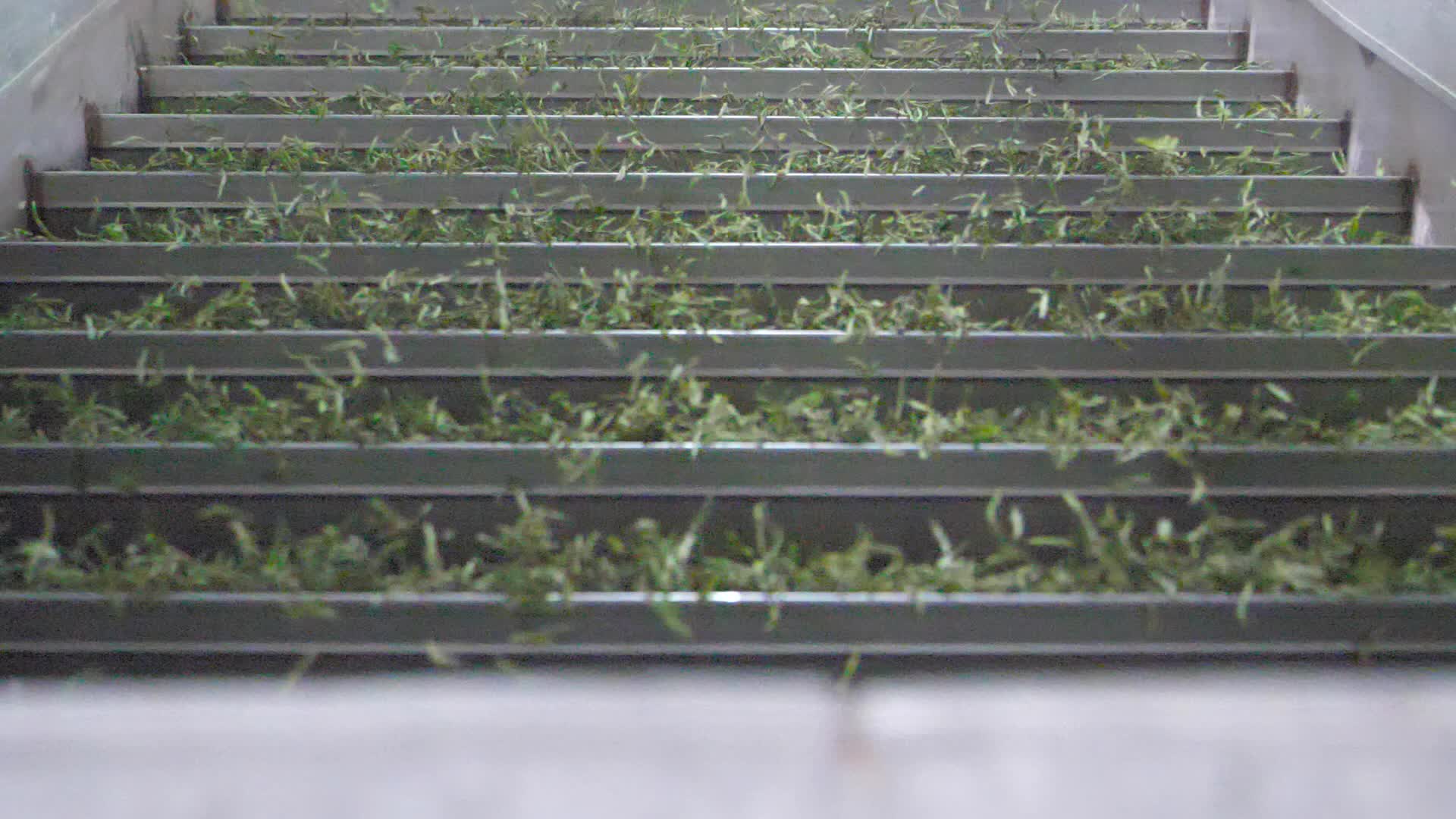 茶叶工厂车间制茶高清视频视频的预览图