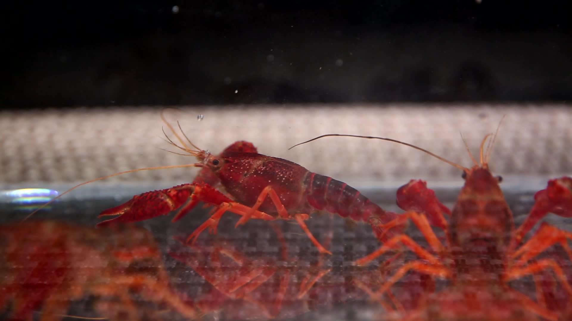 清水中养殖的小龙虾小海鲜视频的预览图