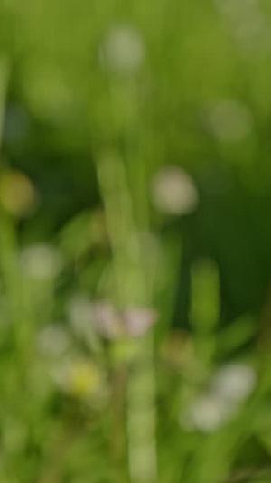 草地蒲公英鲜花绽放视频的预览图