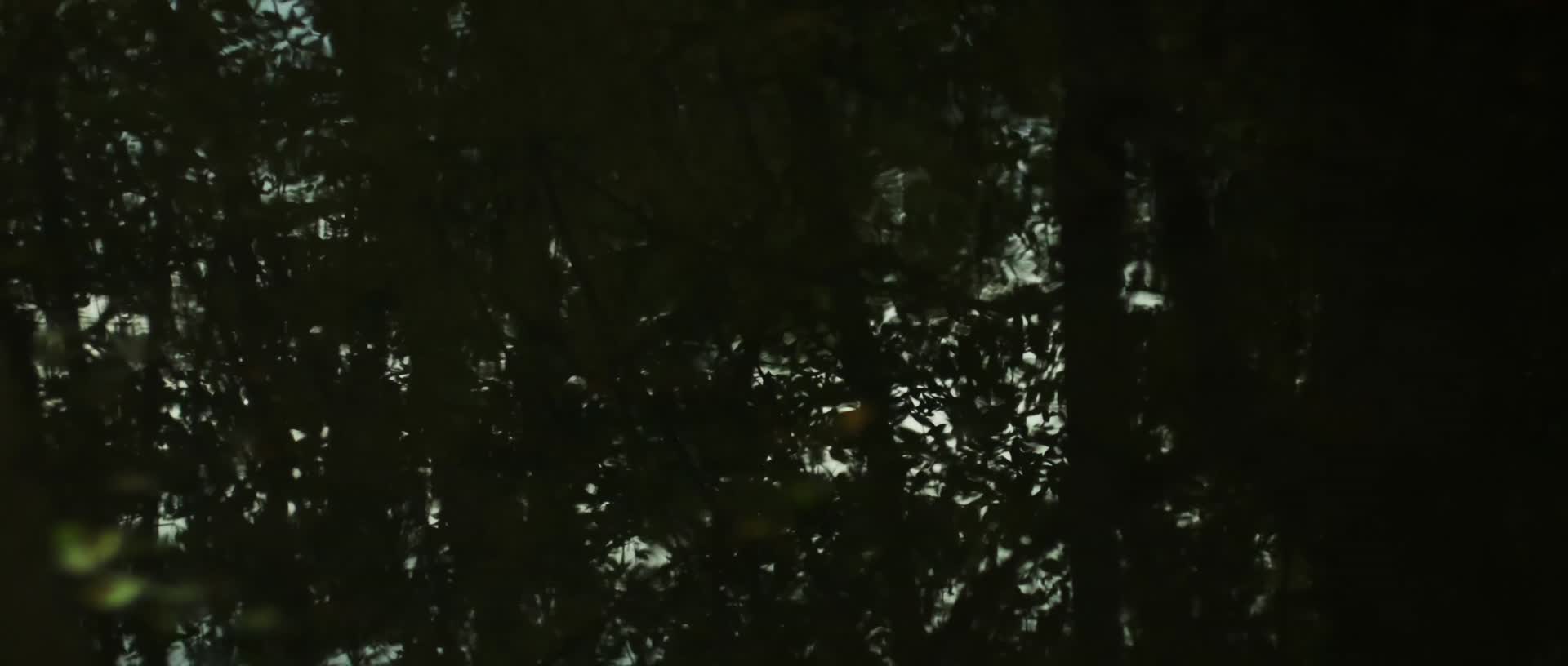 森林池塘水坑树叶光斑倒影合集视频的预览图