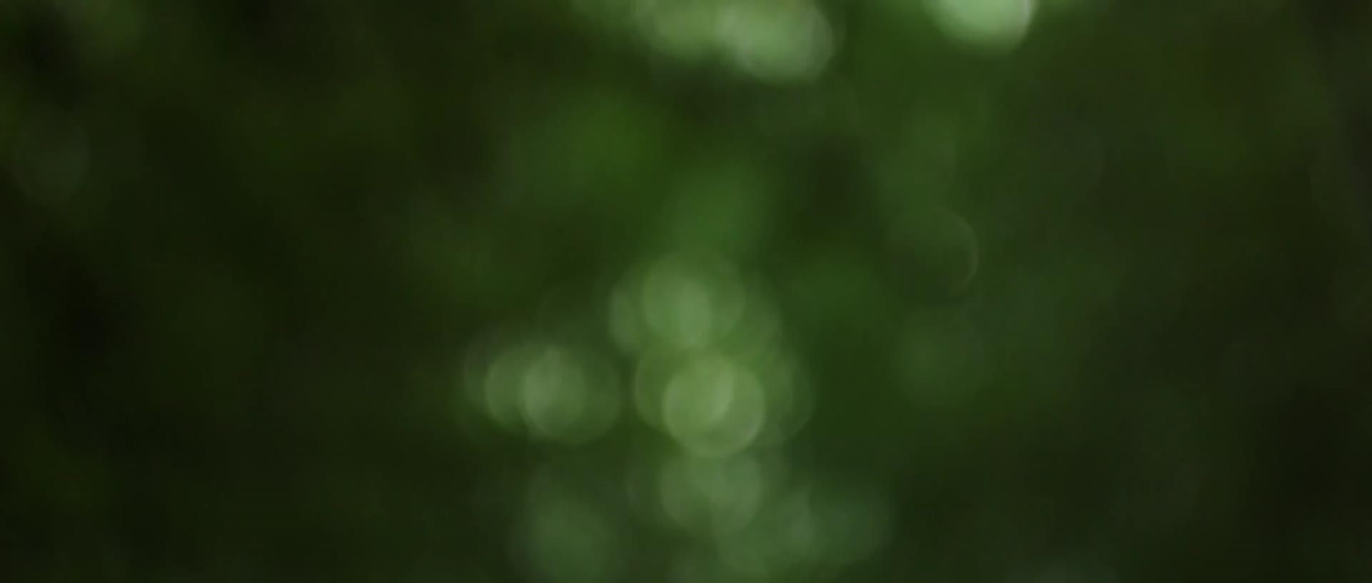夏季森林树木花草茂盛合集视频的预览图
